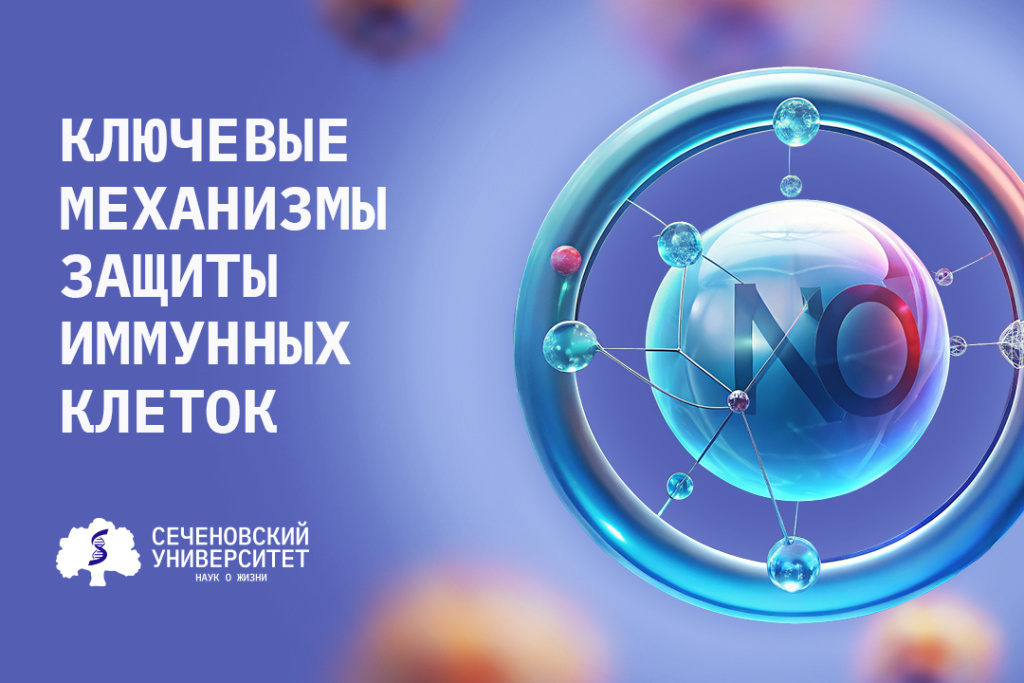 Ученые Сеченовского Университета выявили ключевые механизмы защиты иммунных клеток от программируемой гибели