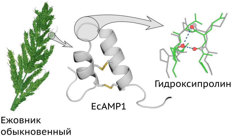 Российские медики обнаружили новую модификацию у семейства белков, защищающих растения от болезней